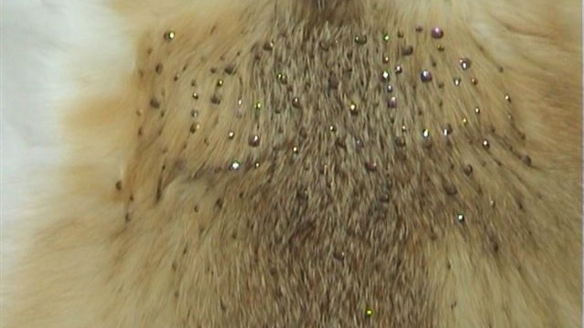 collection 4 strass spread on platinum fox